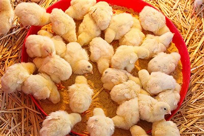 5% פּרעמיקס פֿאַר ברעדער ברוילער טשיקס