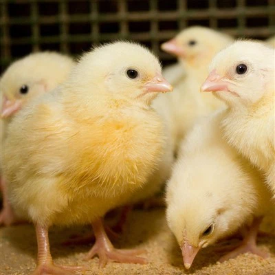 ברוילער סטאַרטער פיטער